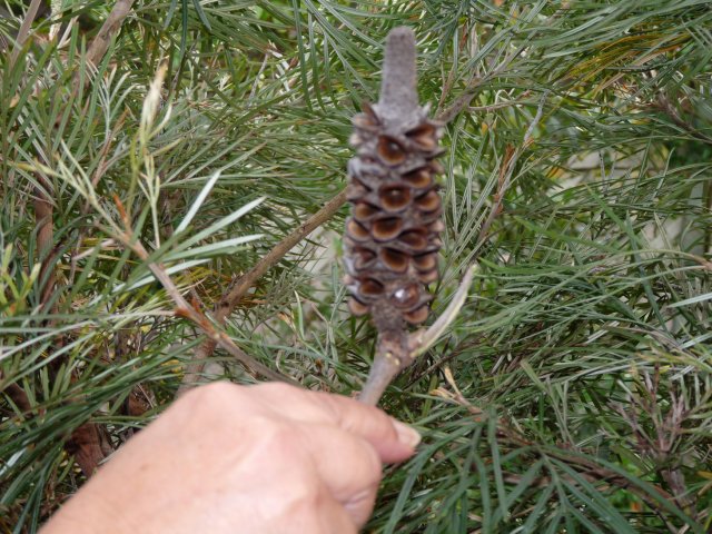 Banksia cone for fuel